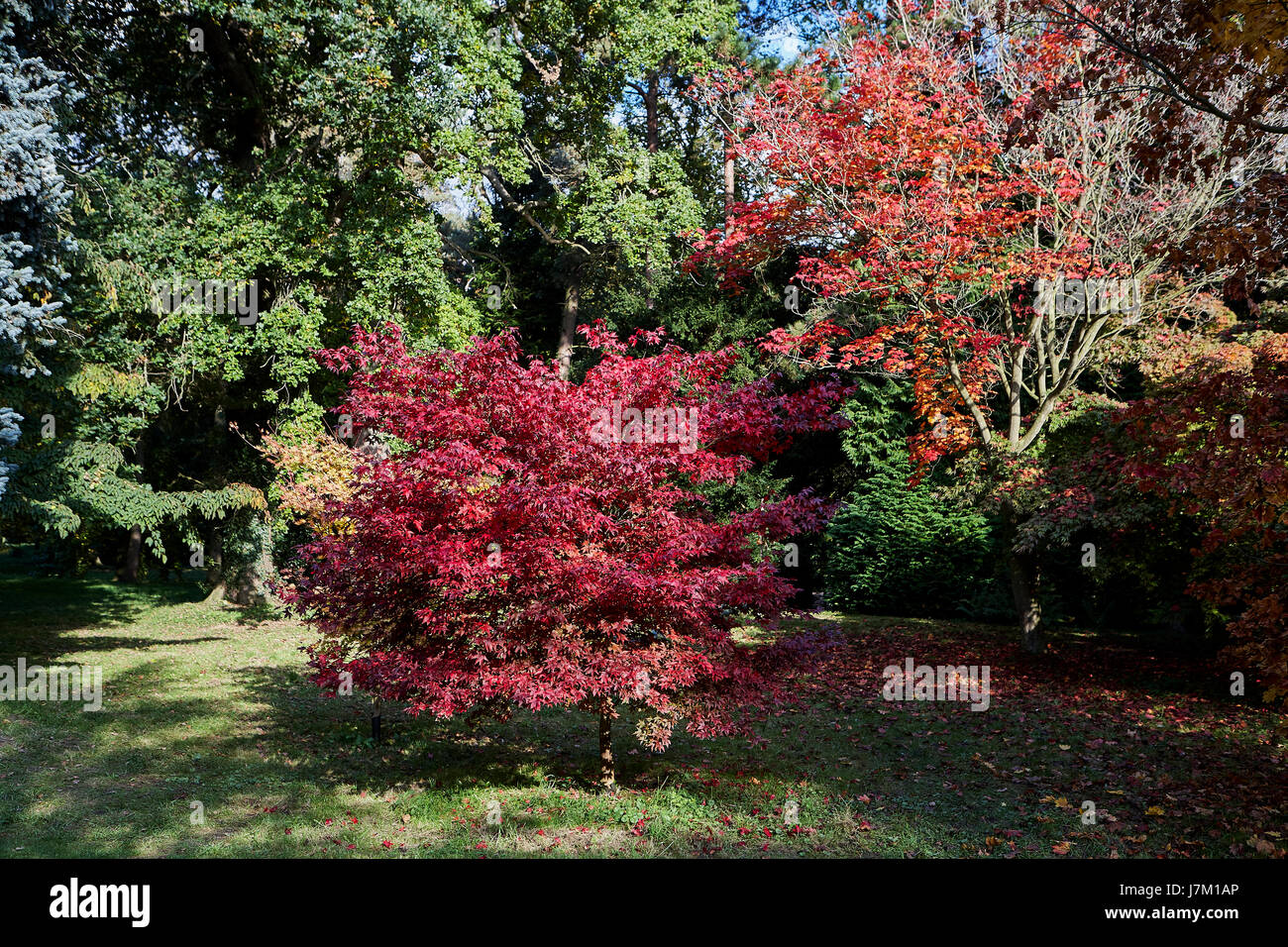 Herbstlaub im Thorpe Perrow Arboretum. Stockfoto