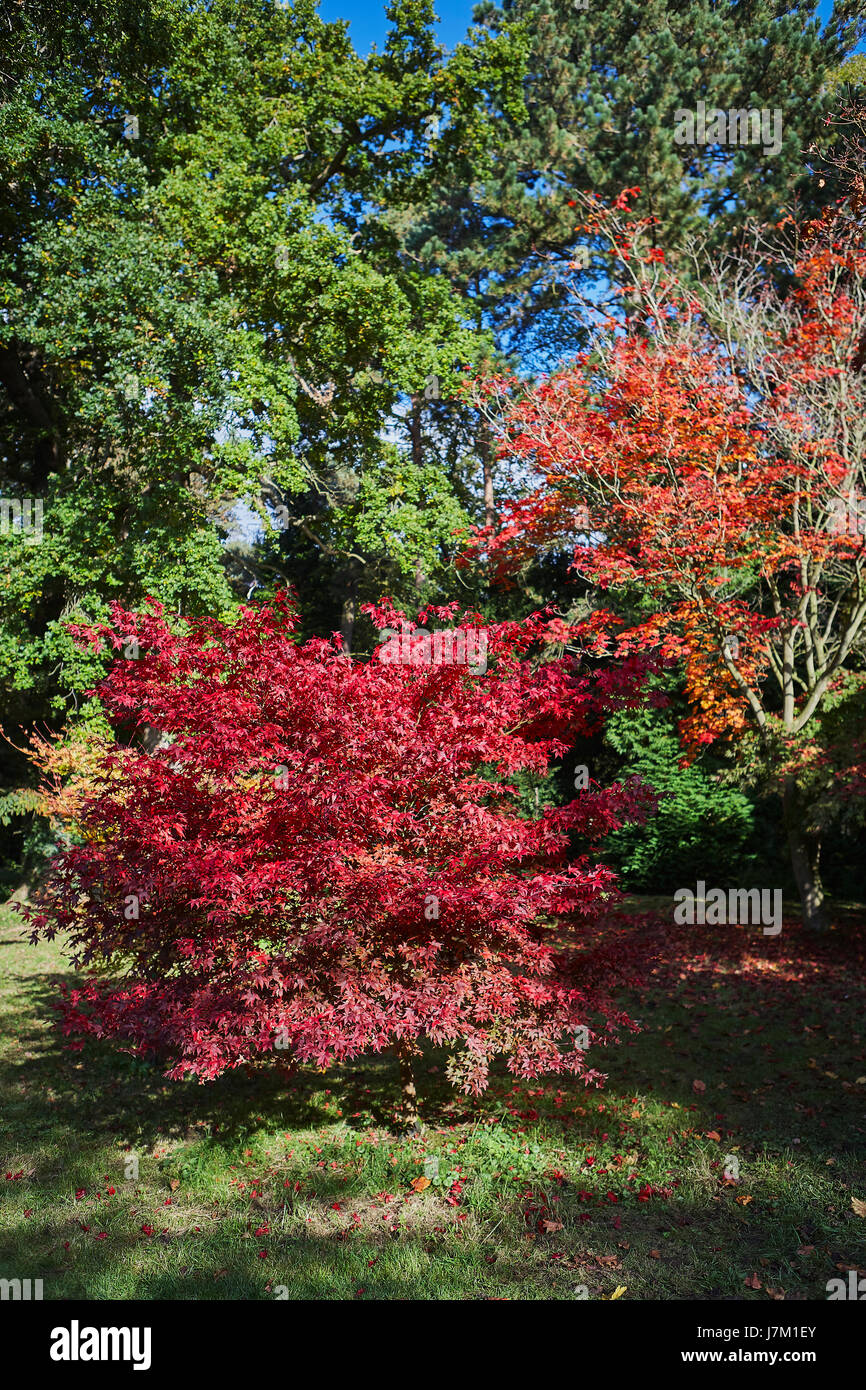 Herbstlaub im Thorpe Perrow Arboretum. Stockfoto