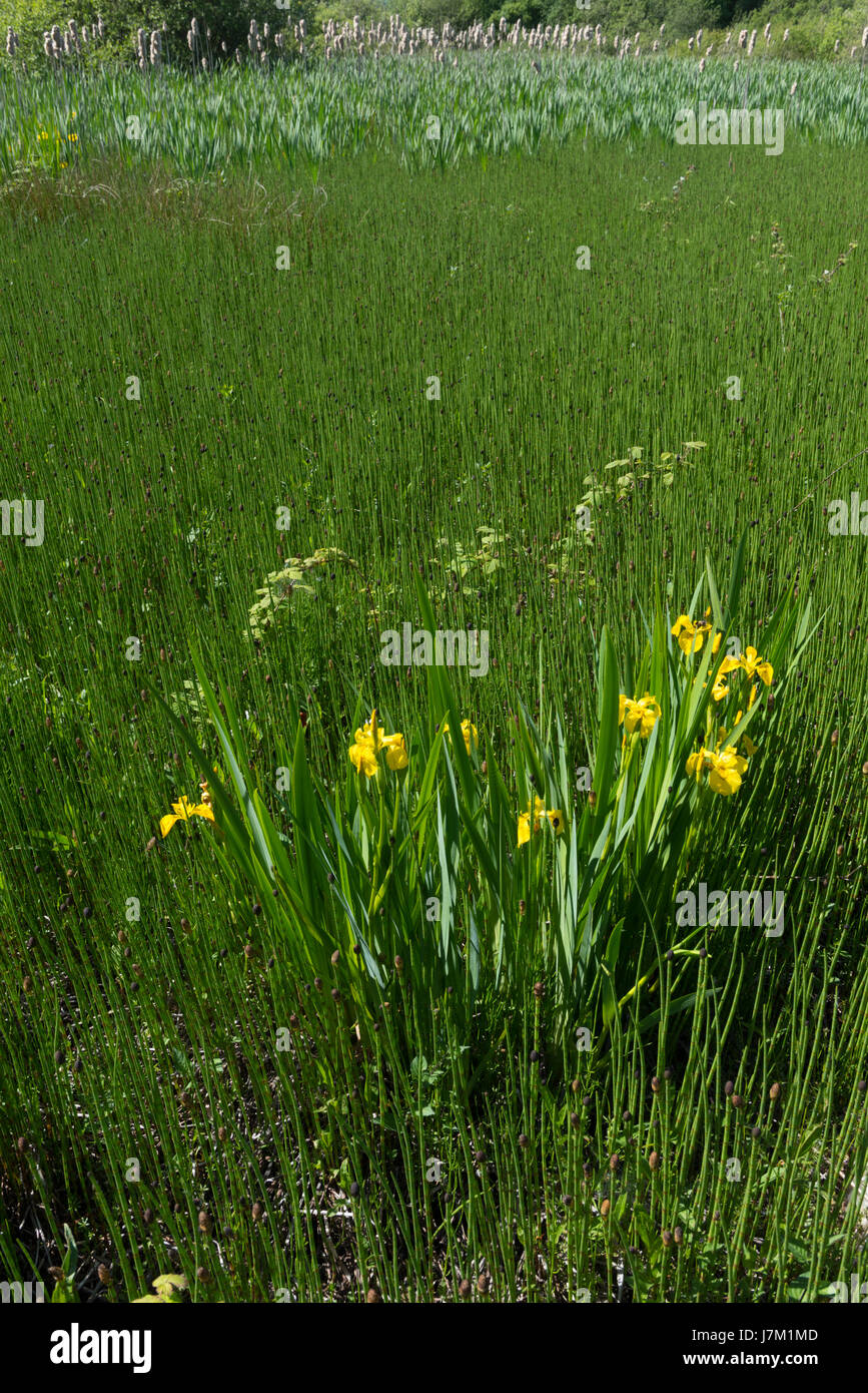Flag Iris umgeben von Wasser Schachtelhalm Stockfoto