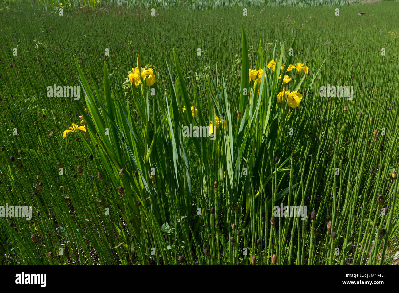 Flag Iris umgeben von Wasser Schachtelhalm Stockfoto
