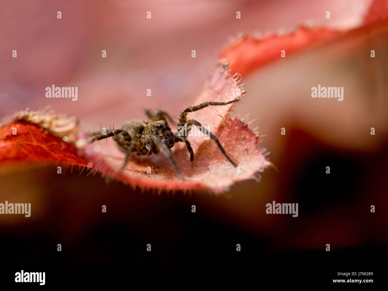 Spinne rote Beine braun bräunlich Brünette Augen Spinne Angst Seite Blatt  rot Stockfotografie - Alamy