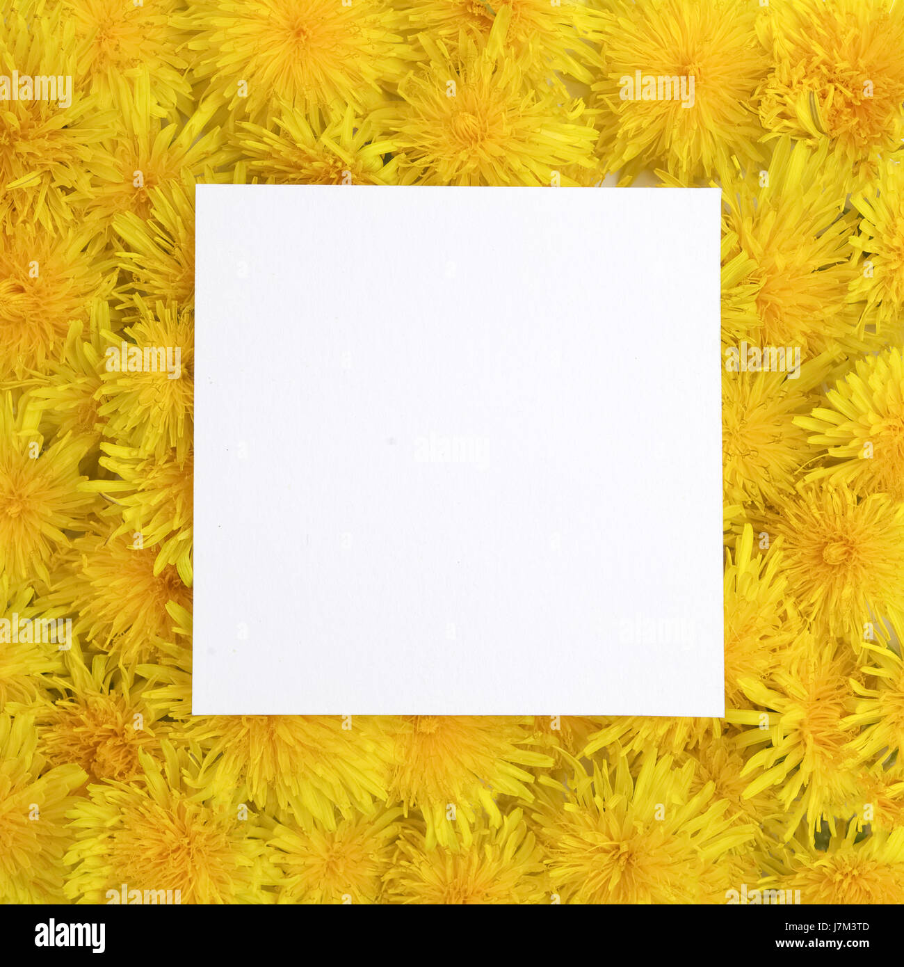 Weißer Rahmen auf gelben Blumen Hintergrund. Frühling, Sommer-Konzept. Flach legen, Top Aussicht Stockfoto