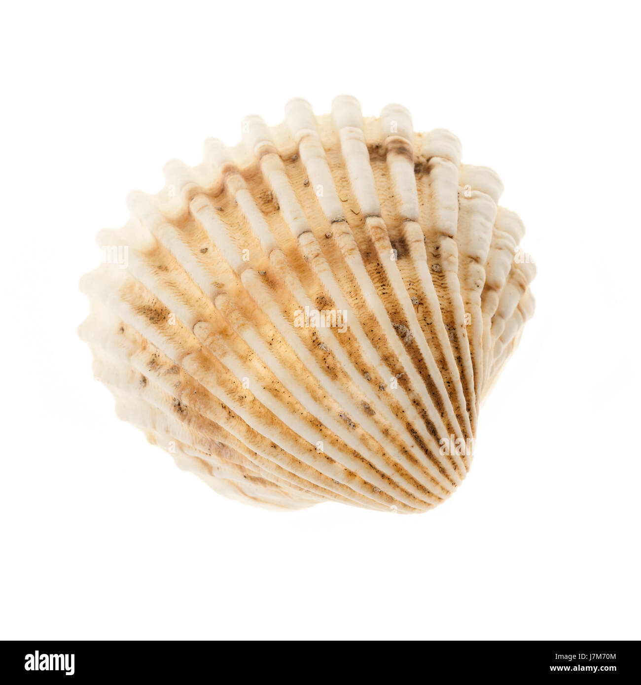 Eine Beige Herzmuschel Muschel isoliert auf weißem Hintergrund, Nahaufnahme Stockfoto