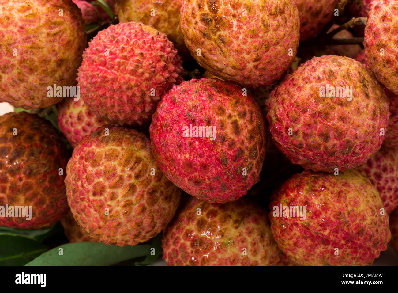 Litschi chinensis Stockfoto