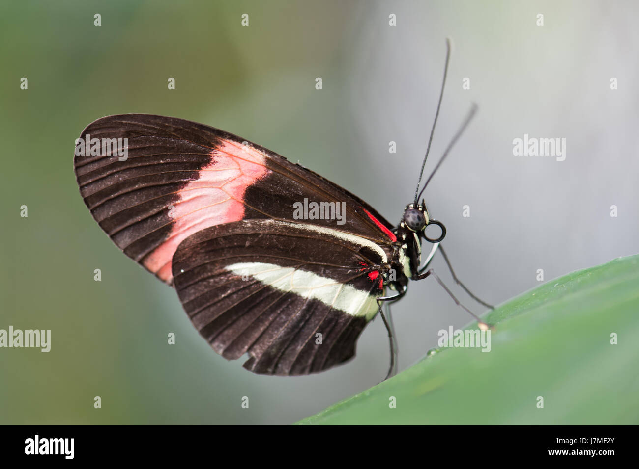 Makro Nahaufnahme Makro Aufnahme hautnah Ansicht Insekt Schmetterling Kreatur Motte Stockfoto