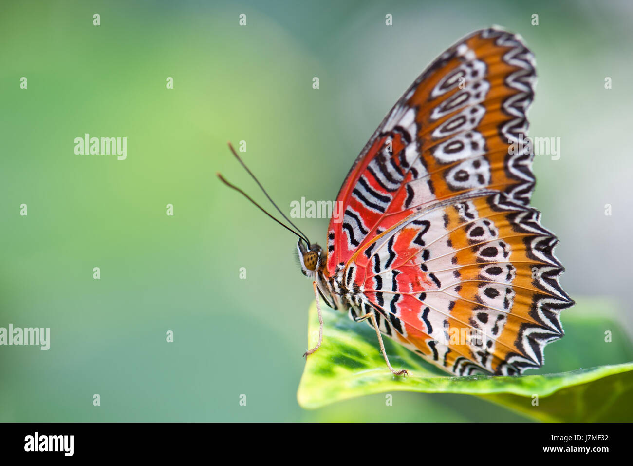 Makro Nahaufnahme Makro Aufnahme hautnah Ansicht Insekt Schmetterling Nachtfalter Farbe Stockfoto