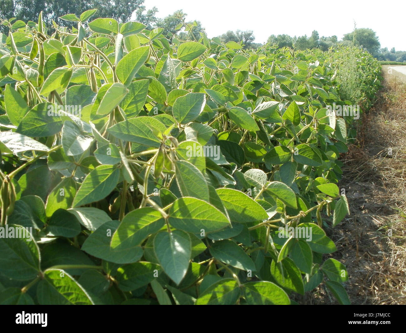Eine historische oder moderne Referenz auf Sojafeld in Altlussheim vom 28. Juli 2011, möglicherweise eine Fundort- oder Veranstaltungsdokumentation. Stockfoto