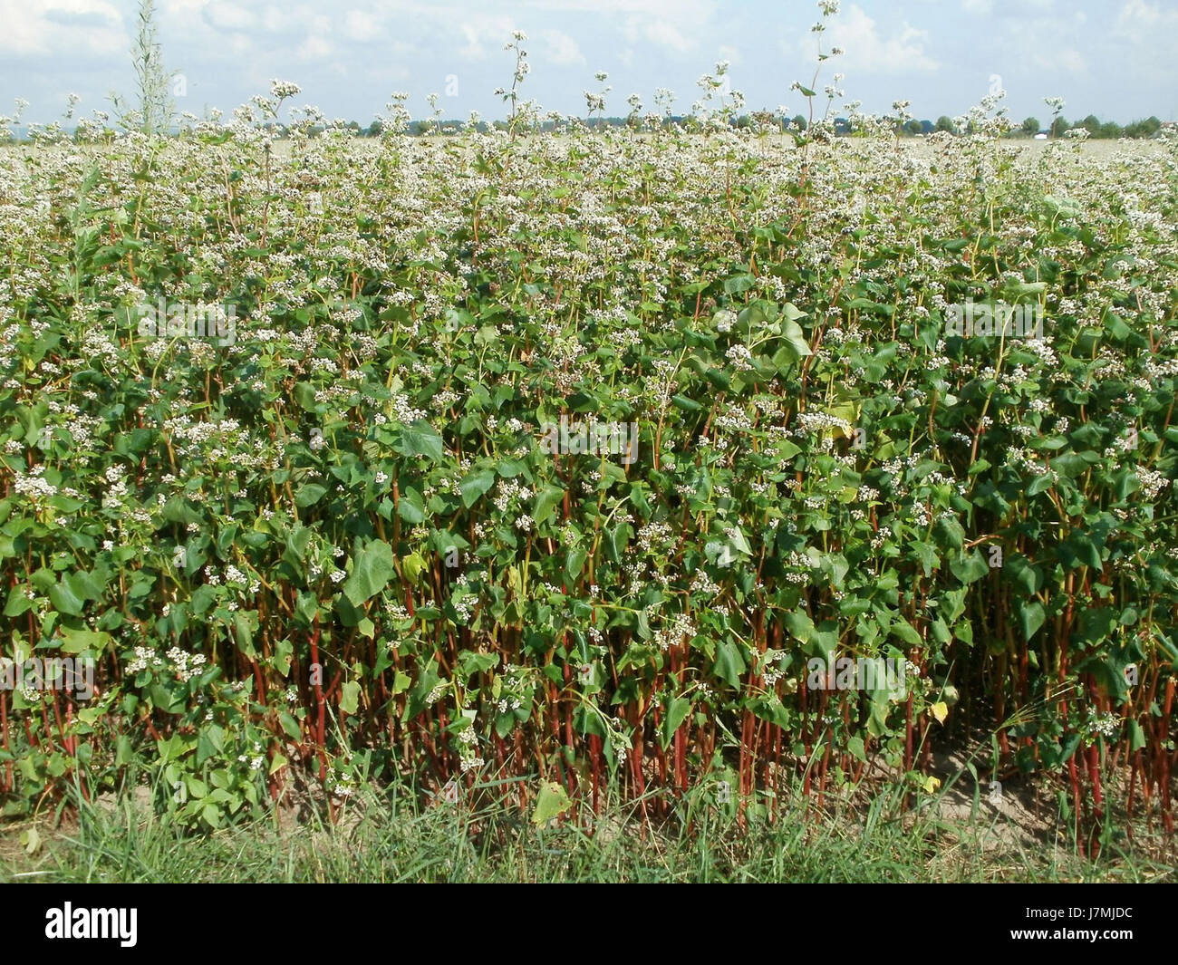 Diese Aufzeichnung bezieht sich auf ein Ereignis oder eine Beobachtung in Neulussheim, Deutschland, am 28. Juli 2011. Das Feld (Feld) bezieht sich wahrscheinlich auf einen Standort oder eine Tätigkeit, die mit dem Gebiet in Verbindung steht, möglicherweise in Bezug auf Landwirtschaft oder Flächennutzung. Stockfoto