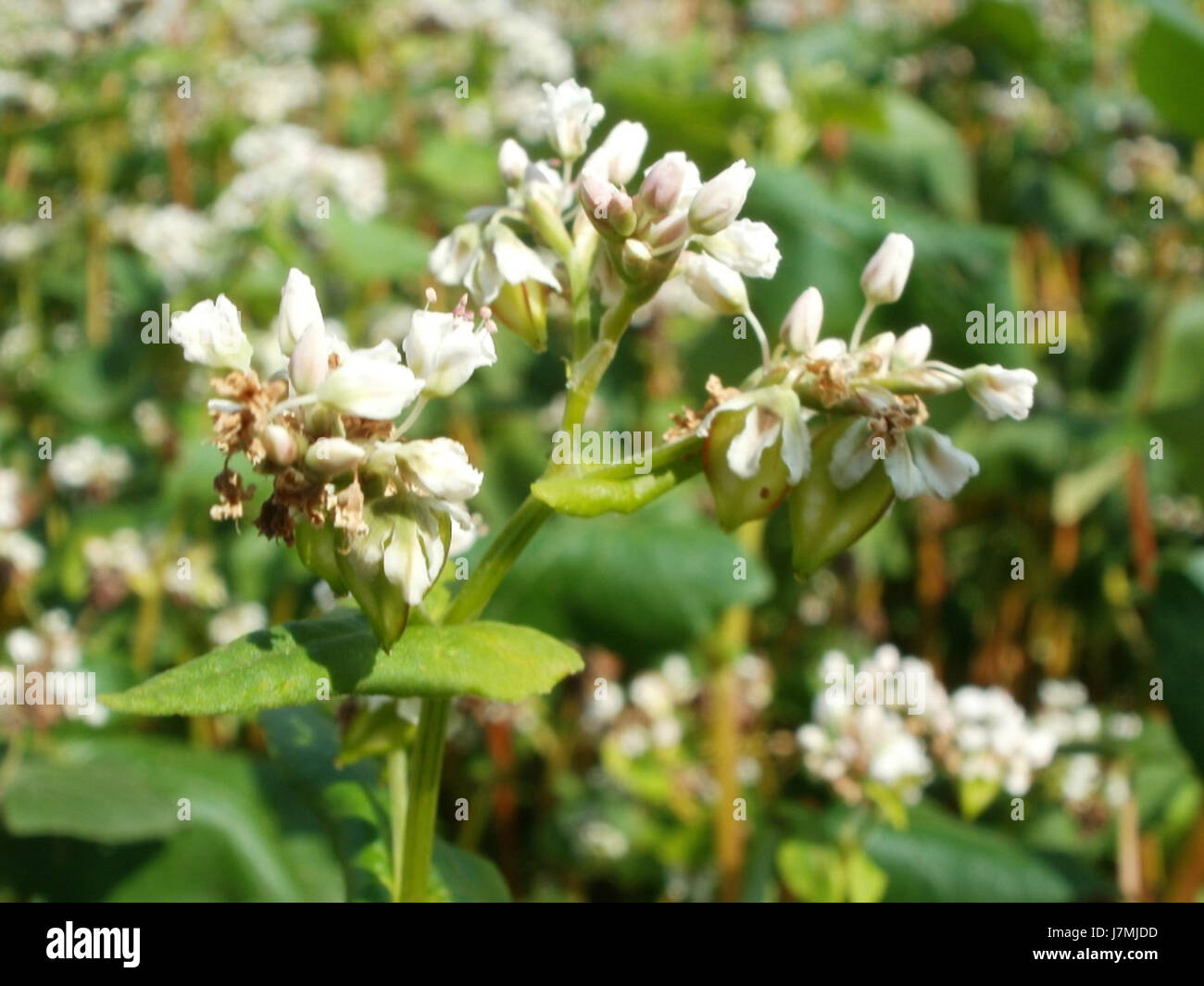 Dieser Eintrag bezieht sich wahrscheinlich auf ein spezifisches Ereignis oder eine Referenz in Neulussheim, Deutschland, das am 28. Juli 2011 unter der Referenz Feld aufgezeichnet wurde. Stockfoto