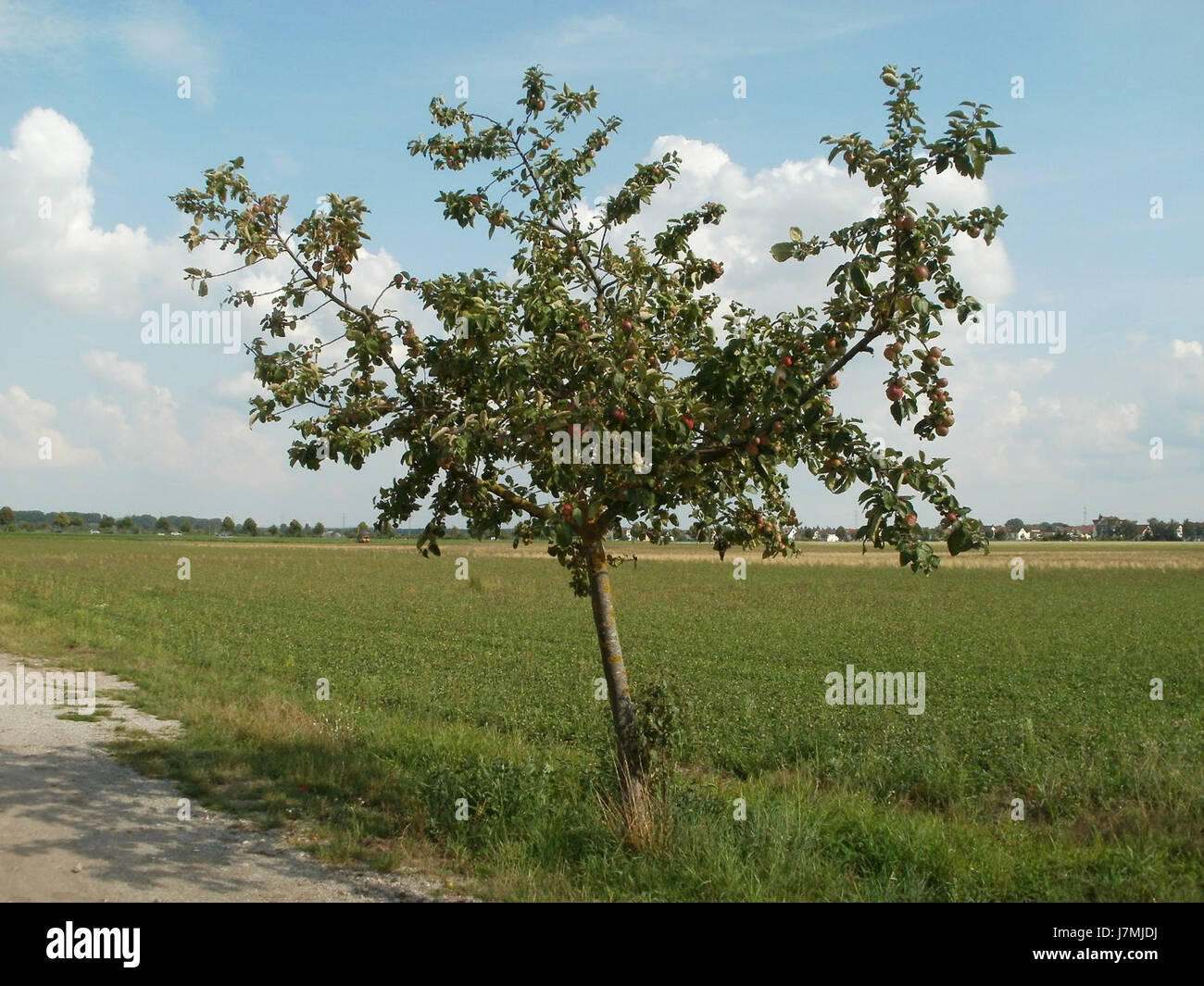 Streuobstwiese in Neulussheim, aufgenommen am 28. Juli 2011, zeigt die Landschaft und ländliche Umgebung von Neulussheim, bekannt für seine Obstgärten und sein landwirtschaftliches Erbe. Stockfoto
