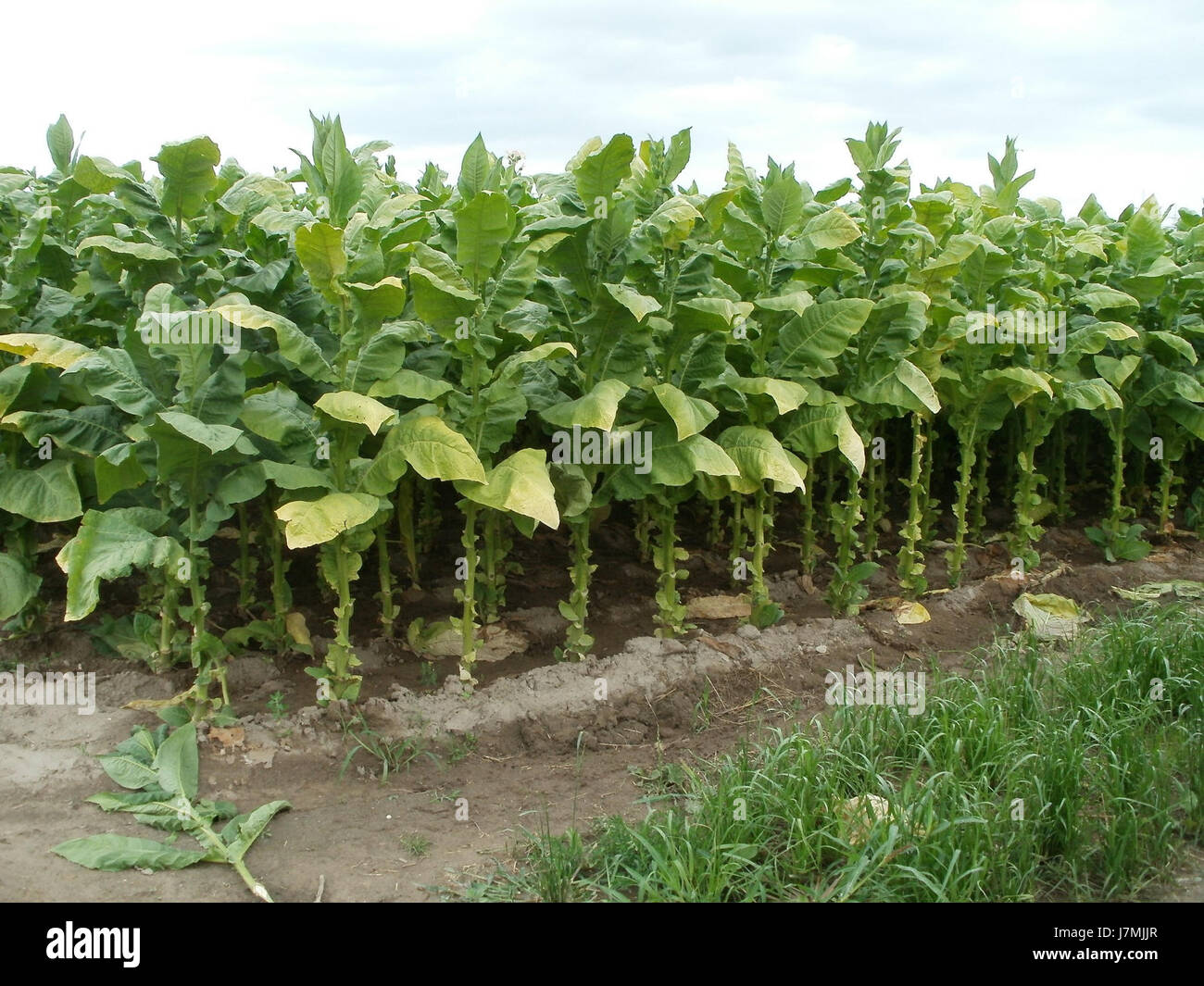 Der Begriff Tabakfeld in Oftersheim bezieht sich wahrscheinlich auf einen historischen Ort oder ein Ereignis. Es kann sich um landwirtschaftliche oder ländliche Geschichte handeln, die möglicherweise mit Tabakfeldern oder einem lokalen Wahrzeichen in Oftersheim zusammenhängt. Stockfoto
