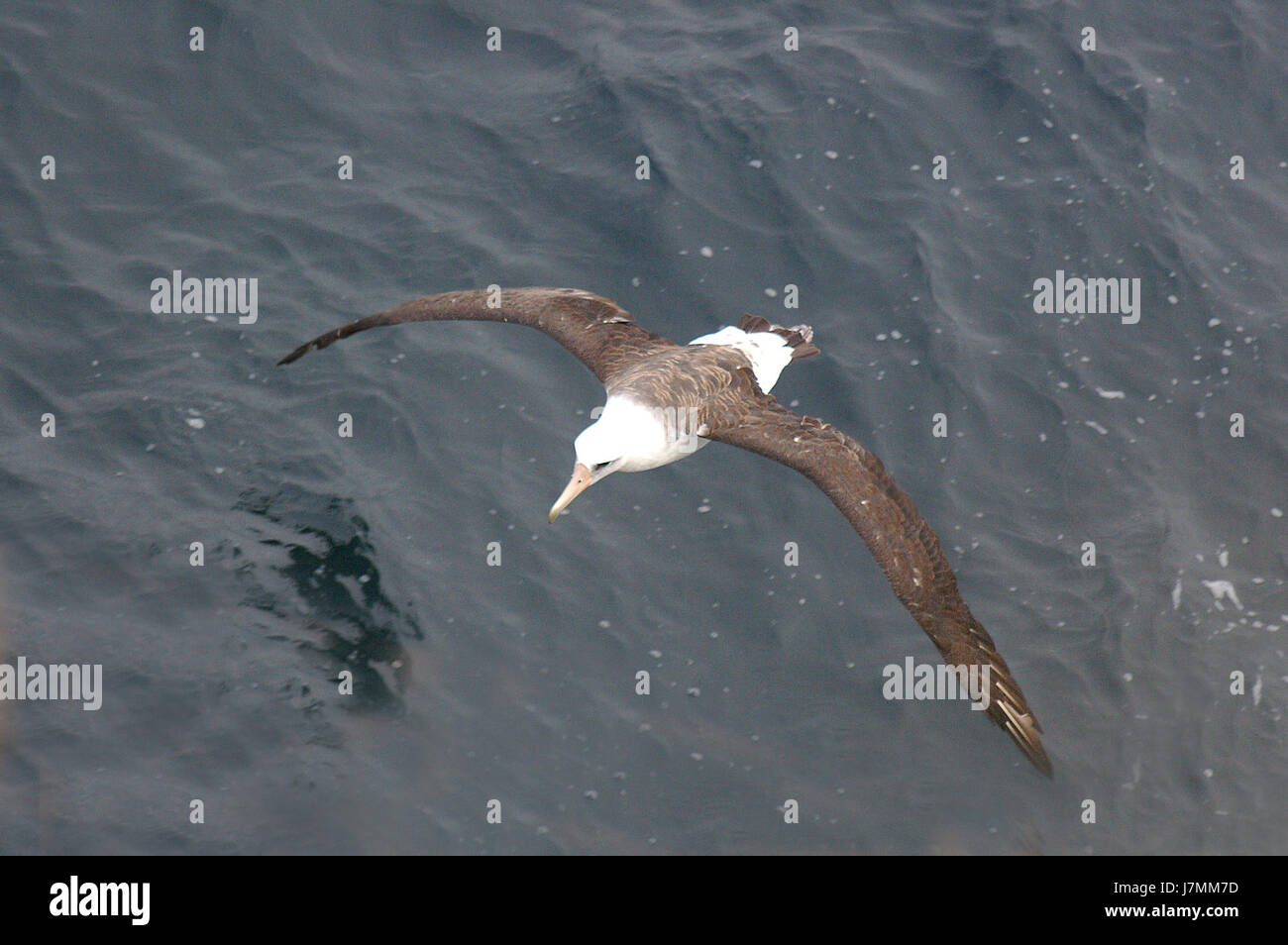 108 LAYSAN Albatros (9 06) Aleuten, ak (5) (8723454735) Stockfoto