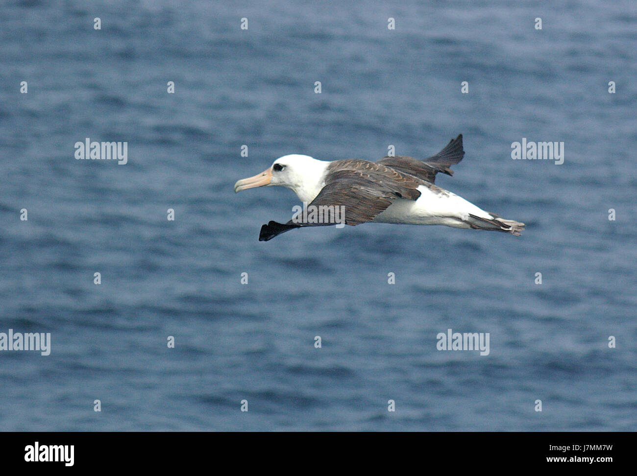 108 LAYSAN Albatros (9 06) Aleuten, ak (6) (8724573130) Stockfoto