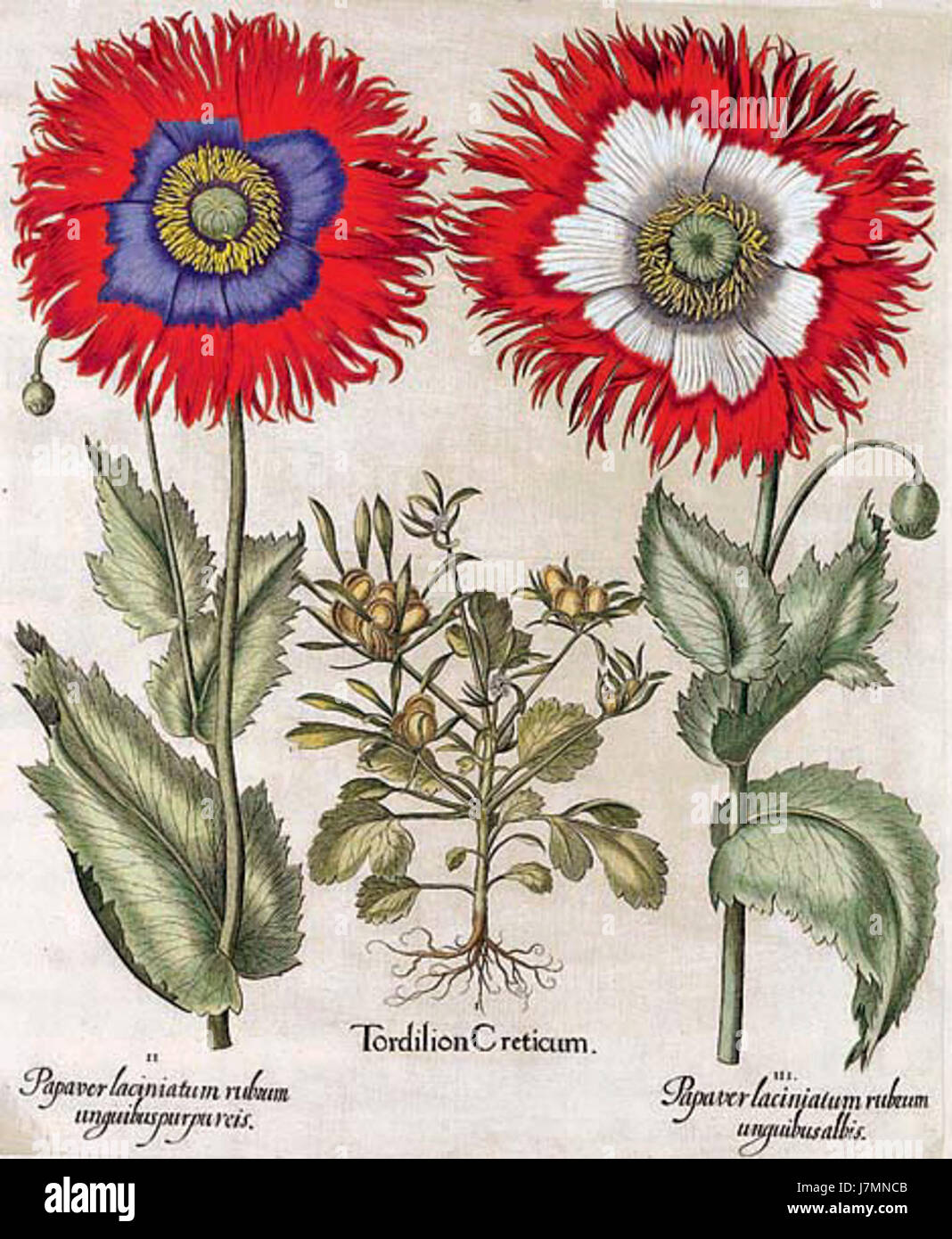 Basilius Besler war ein deutscher Botaniker und Illustrator, der für seine detaillierten botanischen Werke, insbesondere das Florilegium, bekannt war. Seine Illustrationen sind für die historische Botanik wichtig. Stockfoto