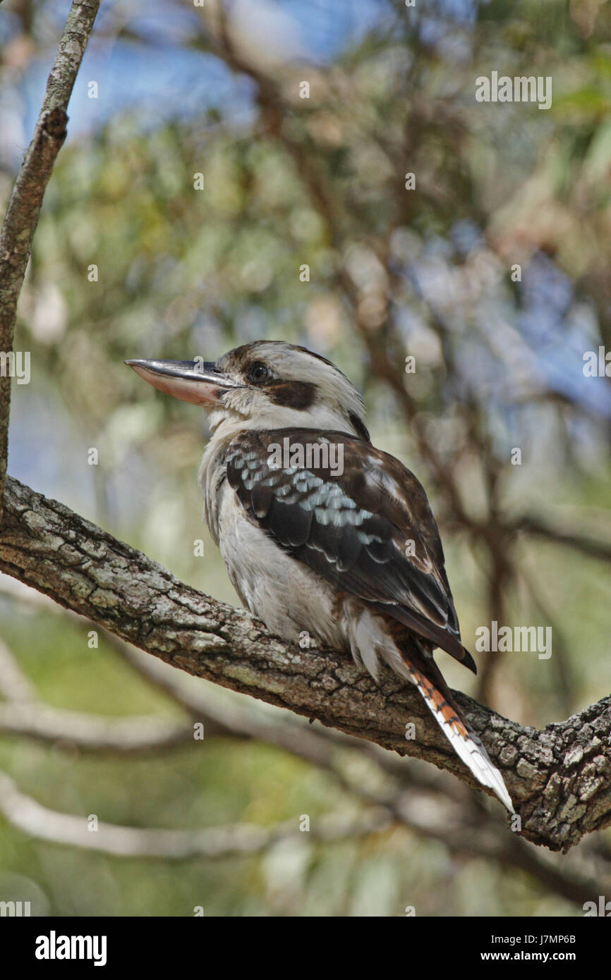 warten warten Baum Tiere Vogel Vögel Australien Zweig Tierwelt setzen sitzen sit Stockfoto