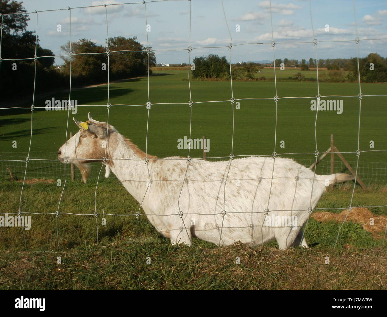 Am 9. Oktober 2011 wurden Ziegen (Ziegen) in Reilingen gezeigt, wahrscheinlich in einem kulturellen oder landwirtschaftlichen Kontext. Bei der Veranstaltung werden lokale landwirtschaftliche Praktiken und Tierhaltung vorgestellt. Stockfoto
