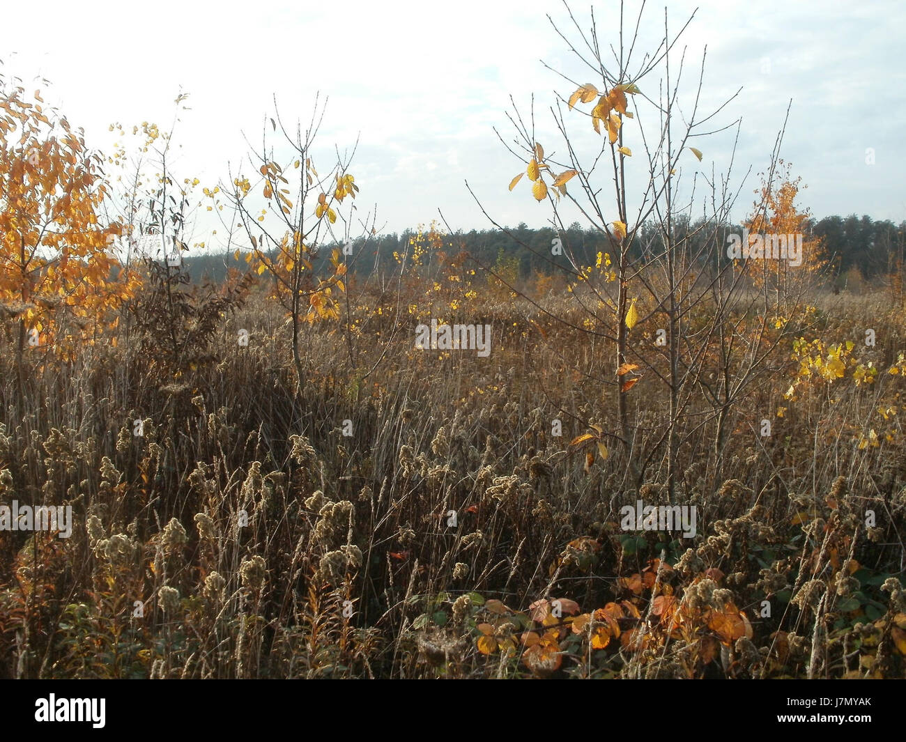 Das am 2. November 2011 von Horststuecker aufgenommene Foto fängt einen bedeutenden Moment der Geschichte oder ein wichtiges Ereignis ein und reflektiert eine einzigartige Perspektive auf das Motiv. Stockfoto