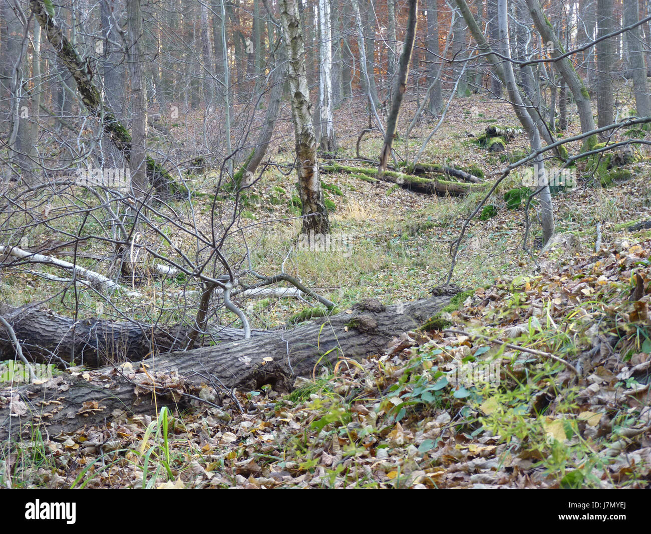 Datei 2011 NPR Ctvrte 35 Stockfoto