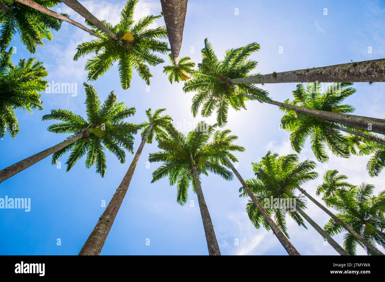 Hohen Royal Palm Bäume Linie gegen strahlend blauen tropischen Himmel in Rio De Janeiro, Brasilien Stockfoto