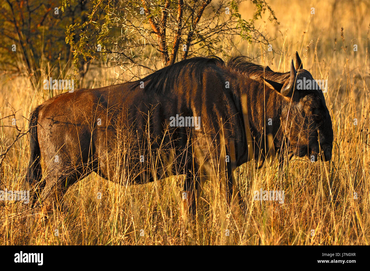 Gnus, Connochaetes Taurinus, Südafrika Stockfotografie Alamy