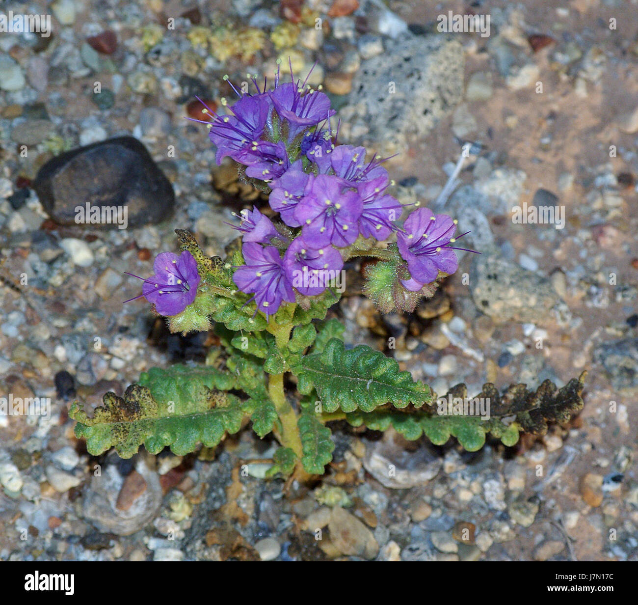 Der Titel bezieht sich wahrscheinlich auf eine bestimmte Zeit oder ein bestimmtes Ereignis am „14 Angel Point“, das möglicherweise eine malerische Aussicht oder einen wichtigen Moment während der Morgenstunden einfangen kann. Die Nummer „534921964“ kann sich auf einen Katalog- oder Identifikationscode beziehen. Stockfoto