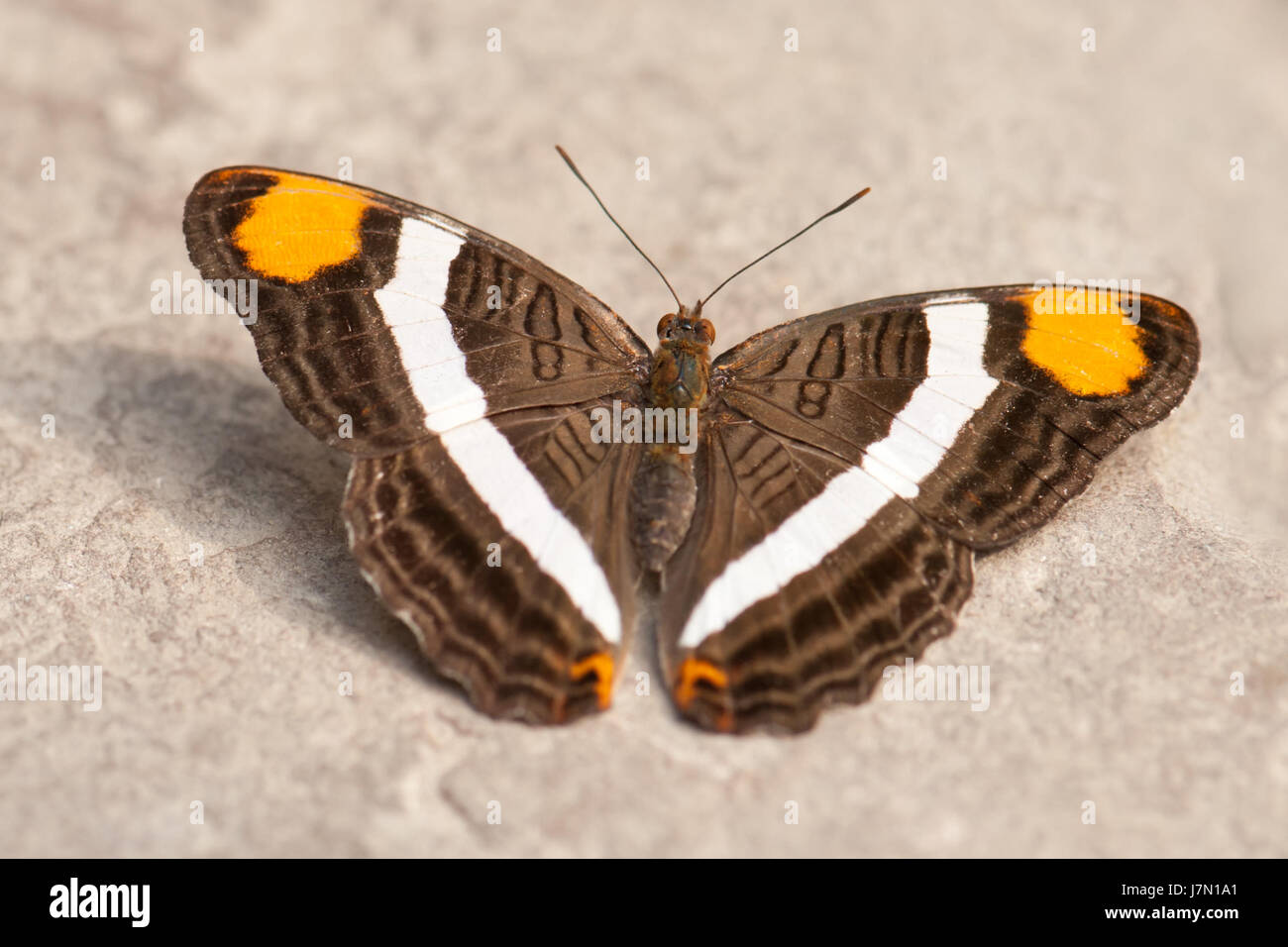 Braun Orange Insekt bräunlich Brünette Geschöpf Motte Tropen Schmetterlingsgarten Stockfoto