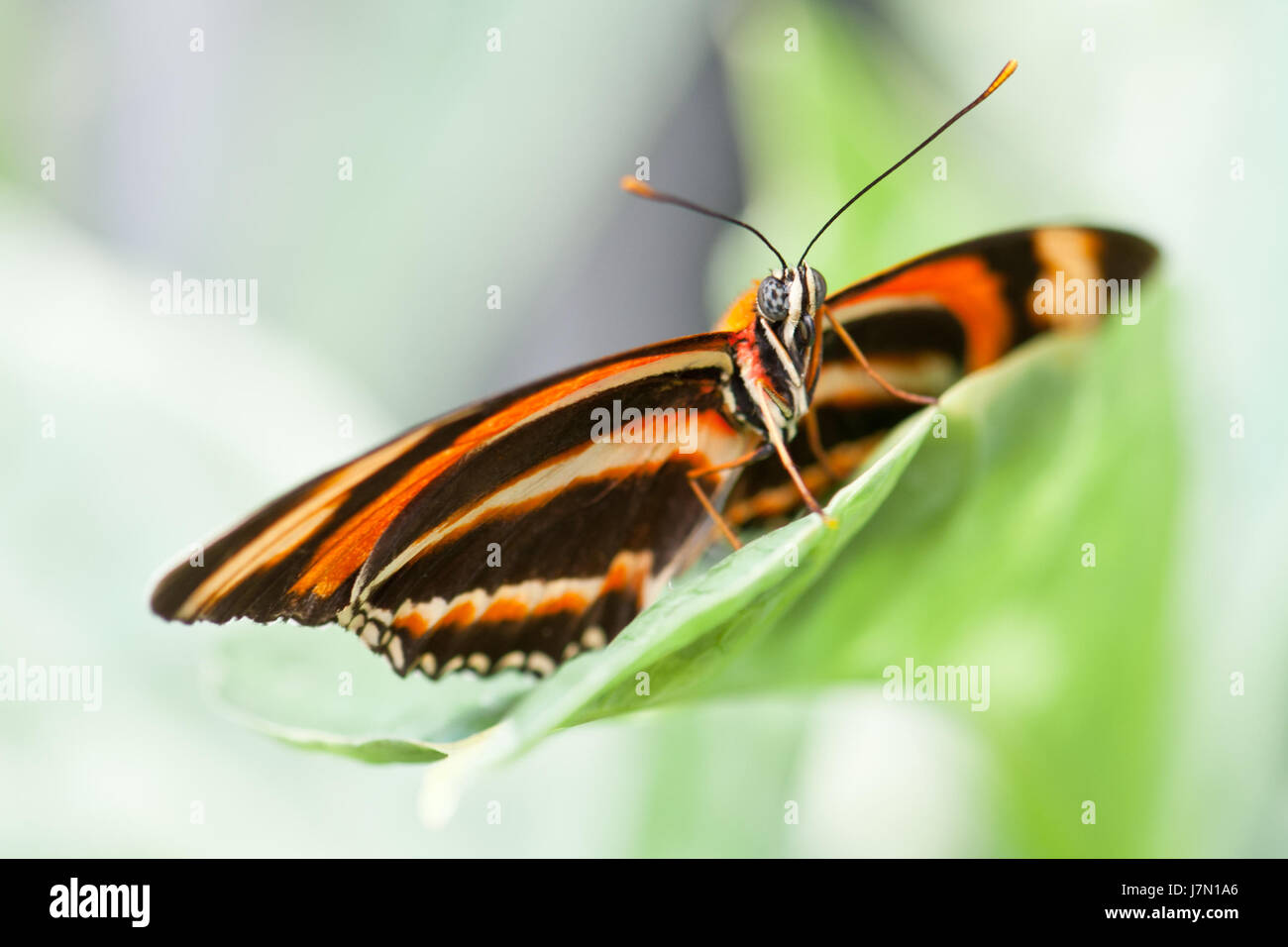 Blatt Insekt Schmetterling Kreatur Motte charmante Tropen Garten Schmetterling Blume Stockfoto