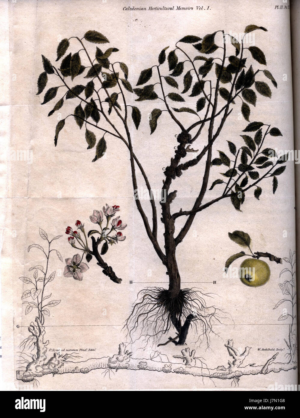 Der Stich „an Apple Tree“ von William Miller, der 1818 für William Archibald erstellt wurde, zeigt eine detaillierte botanische Illustration eines Apfelbaums, die typisch für den Fokus dieser Zeit auf Naturgeschichte und wissenschaftliche Kunst ist. Stockfoto