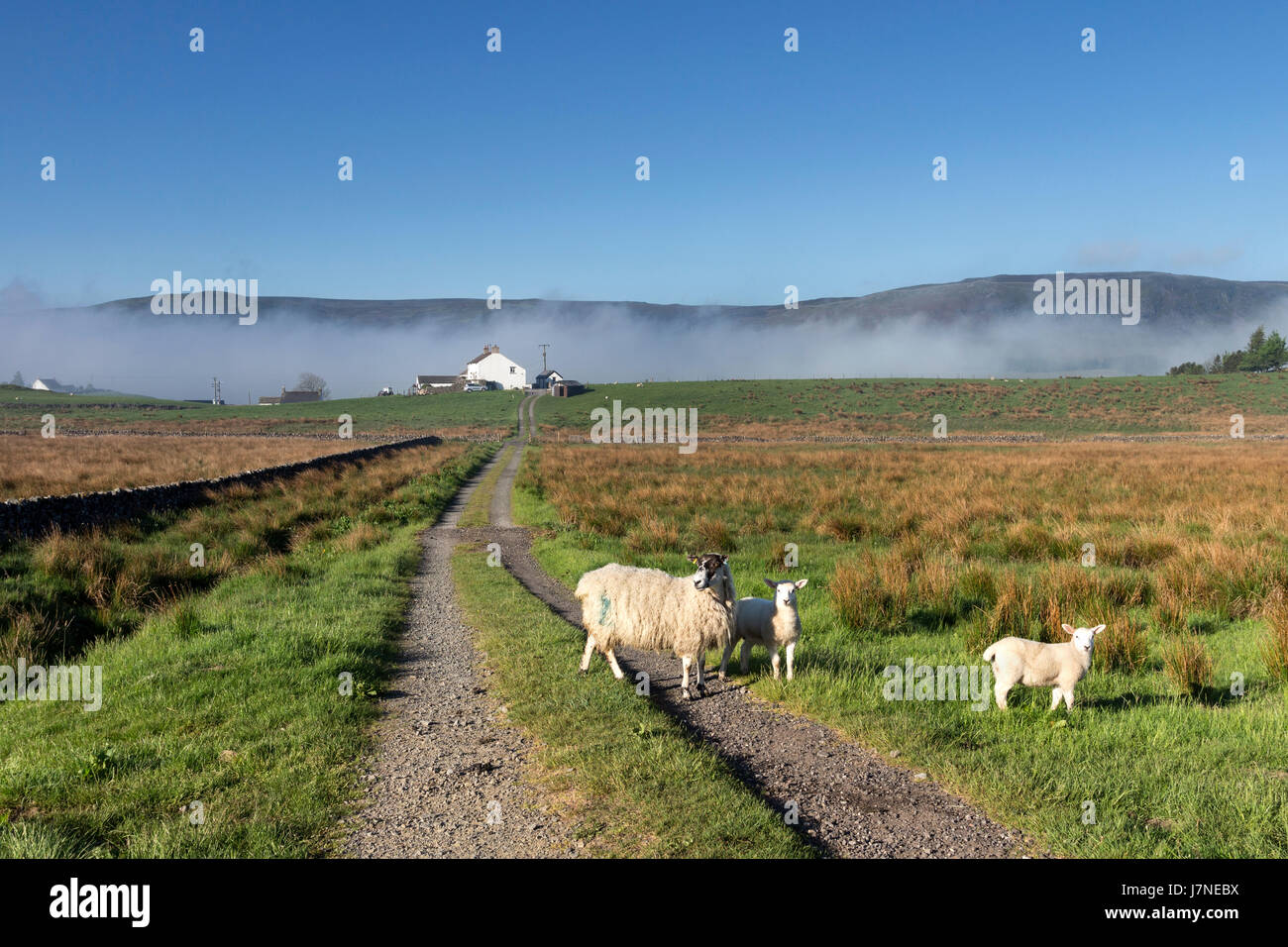 Wald-in-Teesdale, County Durham UK. Freitag, 26. Mai 2017. Großbritannien Wetter. Ein weiterer heißer sonniger Tag in Aussicht im Nordosten Englands als Nebel beginnt zu brechen um die Gehöfte der oberen Teesdale in den North Pennines. Bildnachweis: David Forster/Alamy Live-Nachrichten Stockfoto