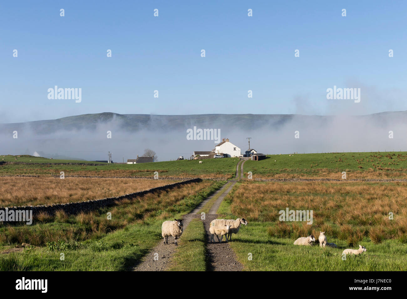 Wald-in-Teesdale, County Durham UK. Freitag, 26. Mai 2017. Großbritannien Wetter. Ein weiterer heißer sonniger Tag in Aussicht im Nordosten Englands als Nebel beginnt zu brechen um die Gehöfte der oberen Teesdale in den North Pennines. Bildnachweis: David Forster/Alamy Live-Nachrichten Stockfoto
