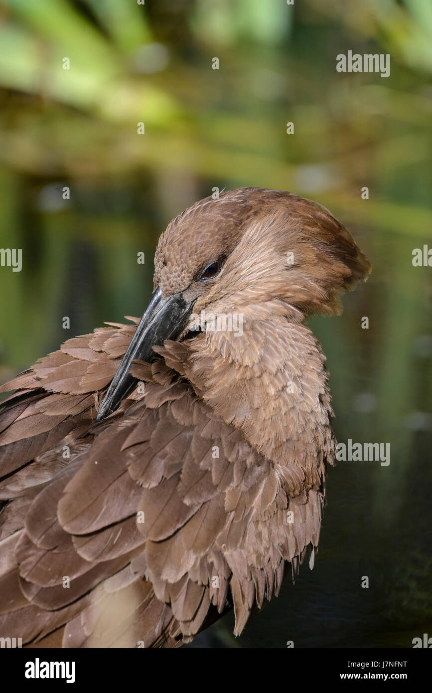 Schöne Hamerkop Scopus Umbretta Vogel bei Sonneneinstrahlung im Frühjahr am Ufer Stockfoto