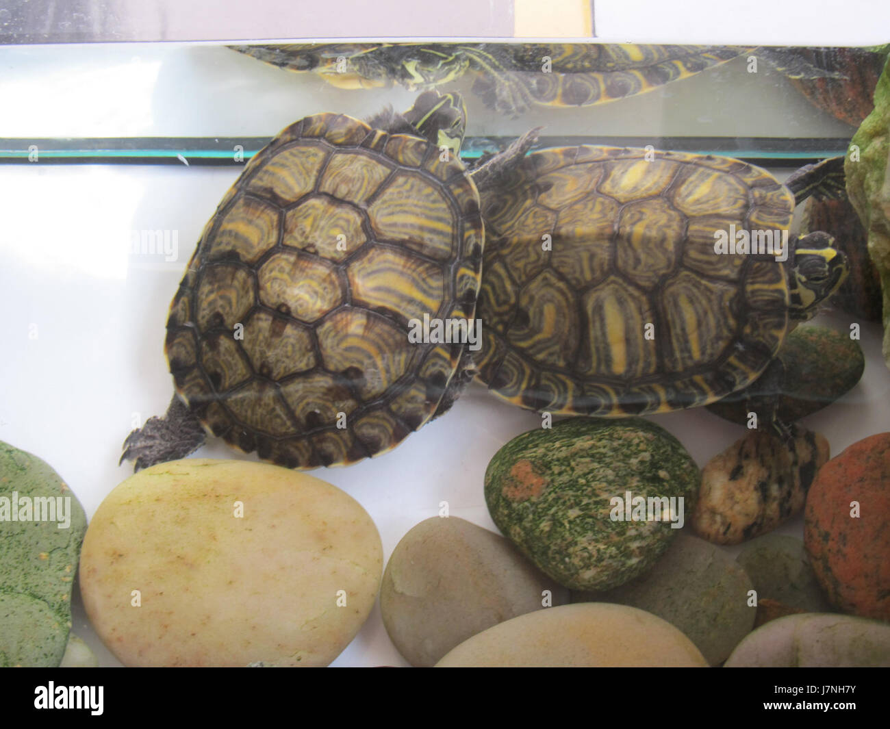 *2011 2 Ph Bilder* bezieht sich auf eine Sammlung von Fotografien von den Philippinen aus dem Jahr 2011. Diese Bilder erfassen verschiedene Ereignisse und Momente aus dem Land während dieses Jahres und dienen als historische visuelle Aufzeichnung. Stockfoto