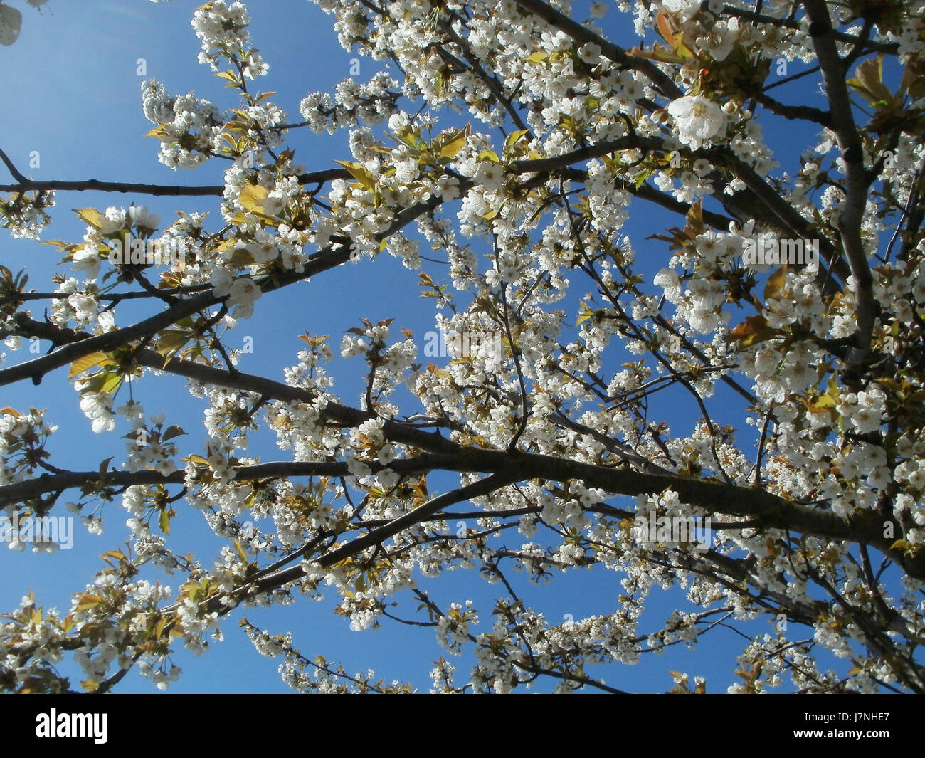 Die KirschblÃ¼te (Kirschblüte) in Reilingen ist eine jährliche Veranstaltung zur Feier der Kirschblüte. Die Veranstaltung lenkt die Aufmerksamkeit auf die natürliche Schönheit und die kulturellen Traditionen der regionâ. Stockfoto