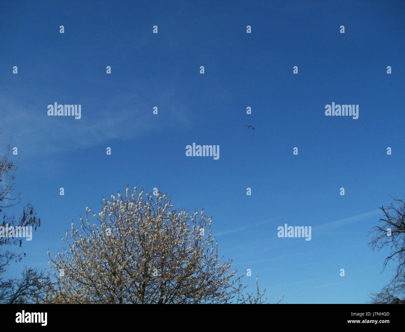 Dieses Bild zeigt die Kirschblüte (KirschblÃ¼te) in Rheihausen, Deutschland, aufgenommen am 1. April 2012. Die Kirschbäume blühen im Frühling und füllen die Gegend mit leuchtenden Farben. Das Bild zeigt die saisonale Schönheit der Natur und die kulturelle Bedeutung der Kirschblüten im deutschen Frühling. Stockfoto
