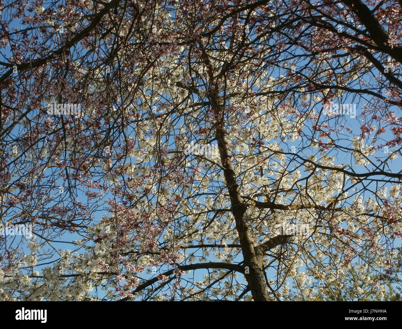 Foto, aufgenommen am 1. April 2012 in Altlussheim, Deutschland, mit Kirschblüten in voller Blüte, die die Schönheit des Frühlings in der Region darstellen. Stockfoto