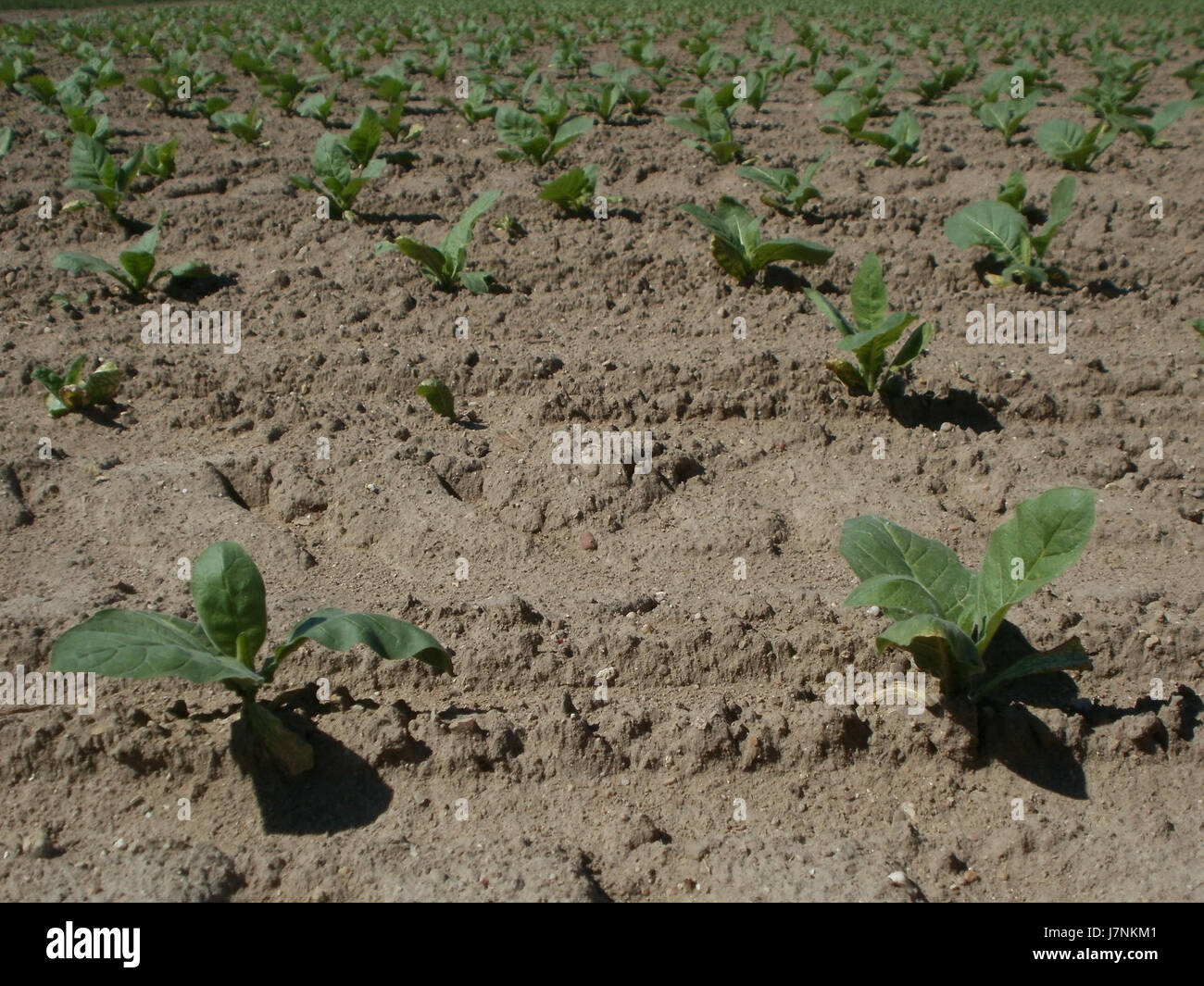 Dieses Bild dokumentiert wahrscheinlich ein historisches Ereignis oder einen Ort in Ketsch, Deutschland, aufgenommen am 25. Mai 2012. Es bedarf eines weiteren Kontextes, um seine Bedeutung zu definieren. Stockfoto