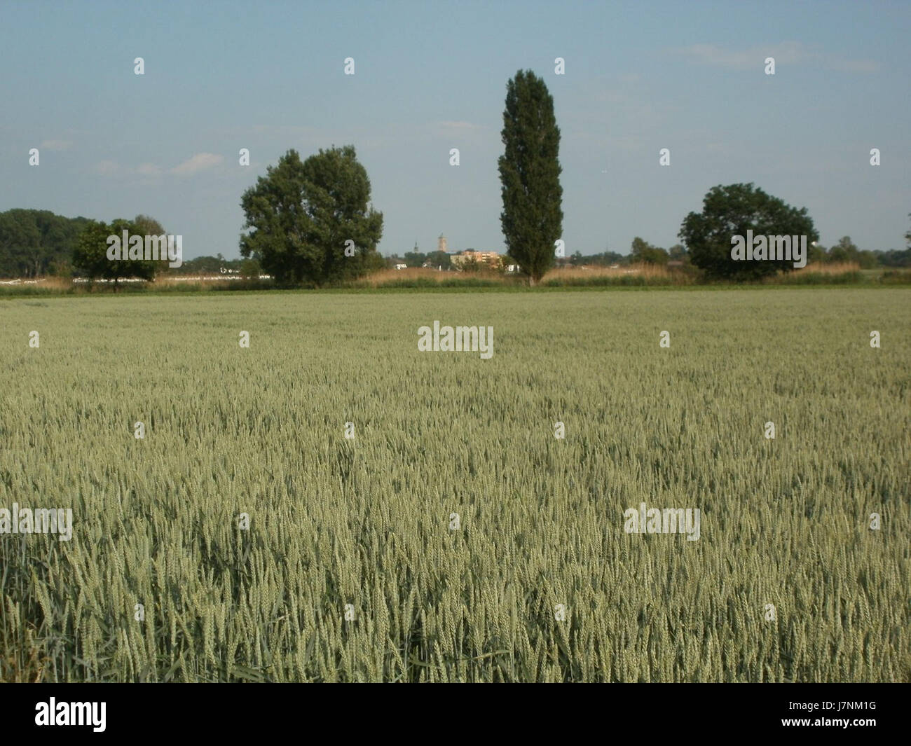 Dieser Bezug bezieht sich auf Weizenfeld, einen Ort in der Nähe von Hockenheim, mit Details über seine Geschichte und seinen geografischen Kontext, insbesondere am 28. Mai 2012. Stockfoto