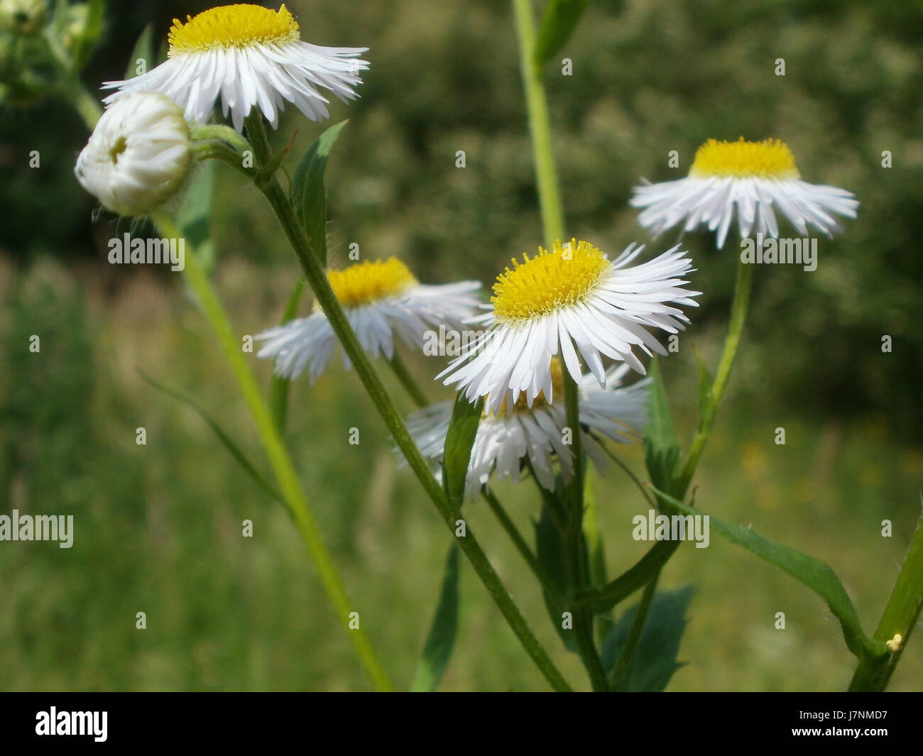 20120607Berufkraut Hockenheim5 Stockfoto