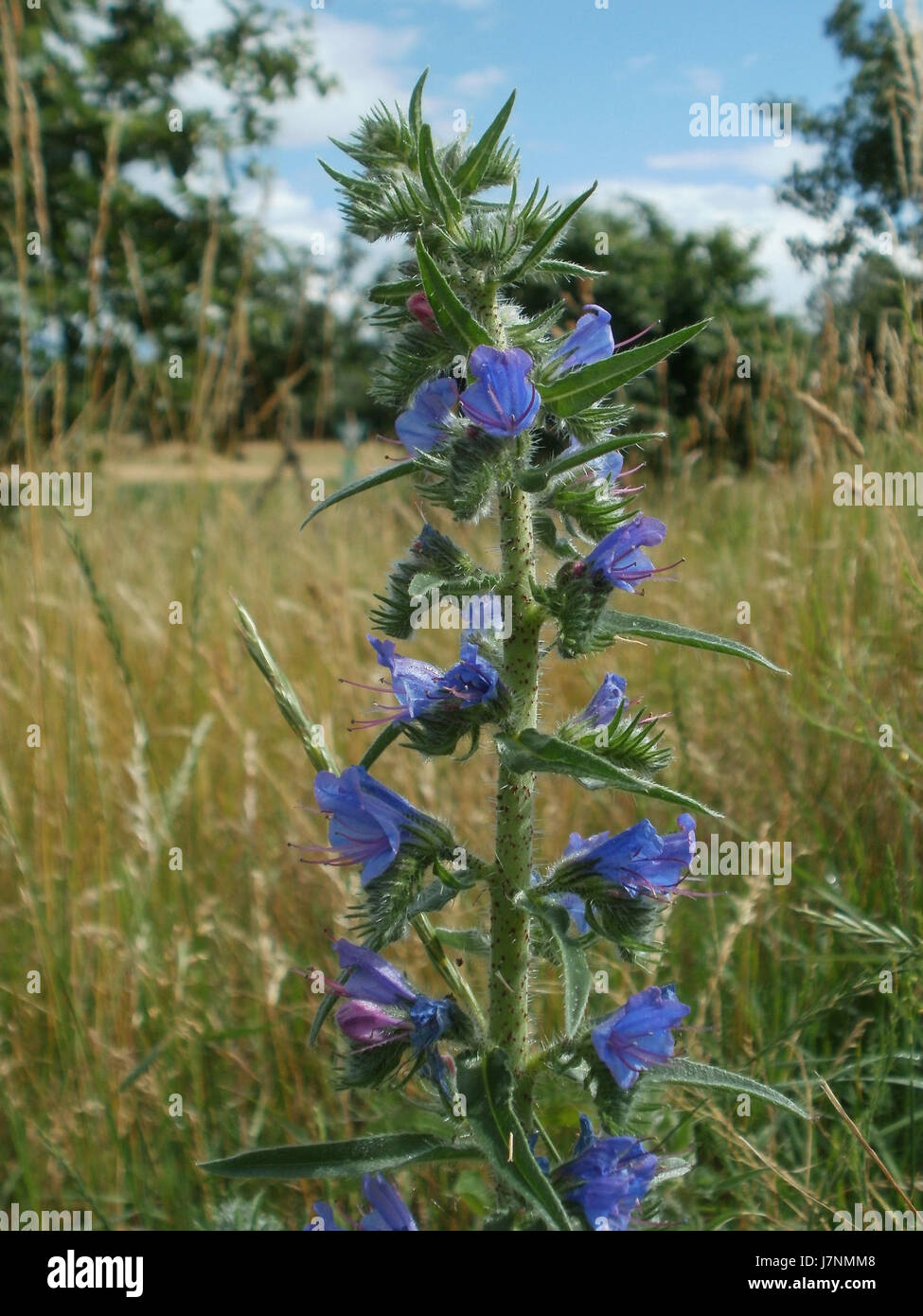 20120611Natterkopf Hockenheim2 Stockfoto