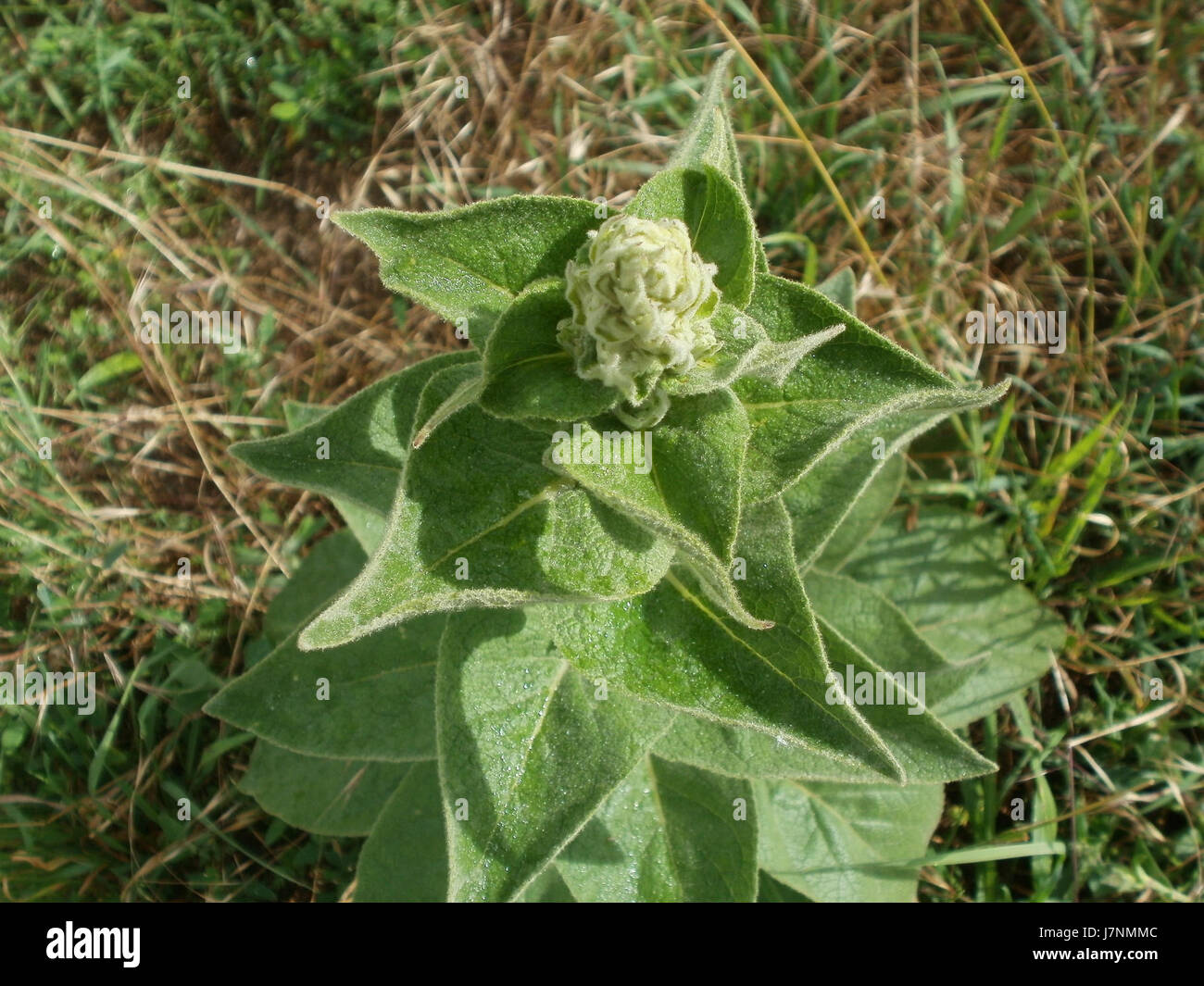 Dieses Bild zeigt das Werk Koenigskerze (Verbascum) in Hockenheim, Deutschland, aufgenommen im Juni 2012. Die Pflanze ist bekannt für ihre hohen, gelben Blüten und kommt häufig in europäischen Landschaften vor. Stockfoto