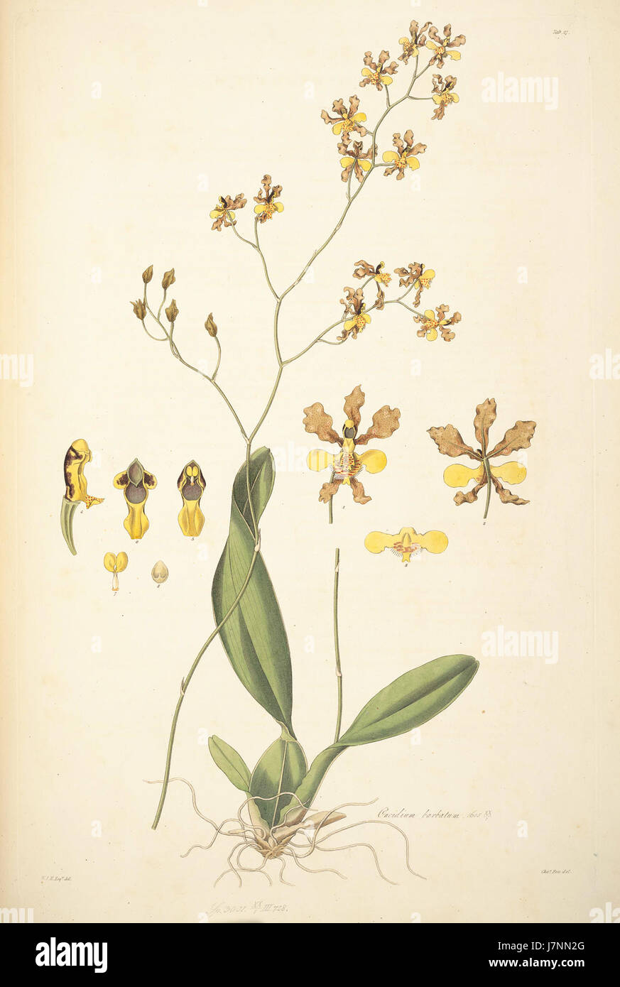 Oncidium barbatum ist eine Orchideenart, die 1821 von John Lindley beschrieben wurde. Es ist bekannt für sein unverwechselbares Aussehen mit zahlreichen kleinen, gelben Blüten, die auf langen Blütenständen angeordnet sind. Diese Art ist Teil der „Collectanea Botanica“, einer Serie, die botanische Entdeckungen dokumentiert. Stockfoto