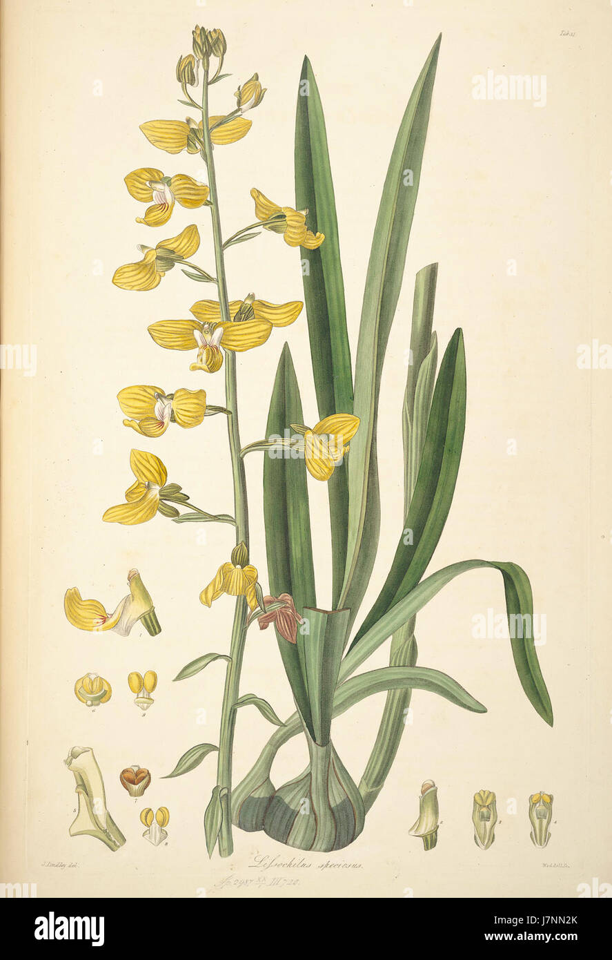 31 Lissochilus Speciosus John Lindley Collectanea Botanica (1821) Stockfoto
