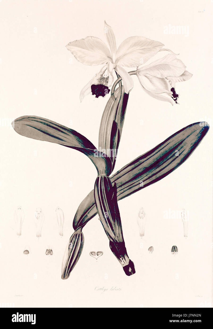 Dieser Titel bezieht sich auf die Cattleya labiata, eine Orchideenart, die 1821 von John Lindley erstmals beschrieben wurde. Es ist bekannt für seine lebendigen, farbenfrohen Blüten und ist ein wichtiges Thema in der botanischen Forschung. Die Arbeit „Collectanea Botanica“ konzentriert sich auf die Dokumentation verschiedener Pflanzenarten und deren Eigenschaften. Stockfoto