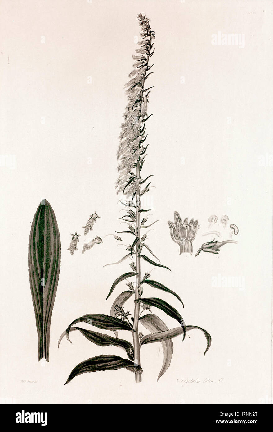 Eine botanische Illustration von Digitalis lutea, die in John Lindleys „Collectanea botanica“ (1821) zu sehen ist. Das Bild zeigt die Eigenschaften der Pflanze und trägt so zum Studium von Heilpflanzen und Zierpflanzen in der botanischen Wissenschaft bei. Stockfoto