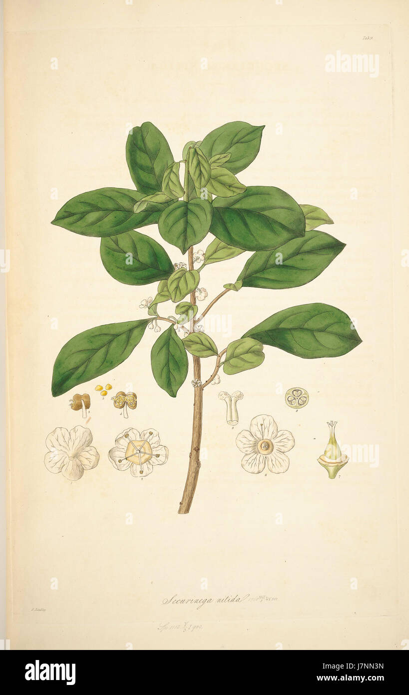 Dies bezieht sich auf eine botanische Studie von John Lindley, speziell über die Art Securinega nitiga, die 1821 in der Collectanea Botanica veröffentlicht wurde. Stockfoto