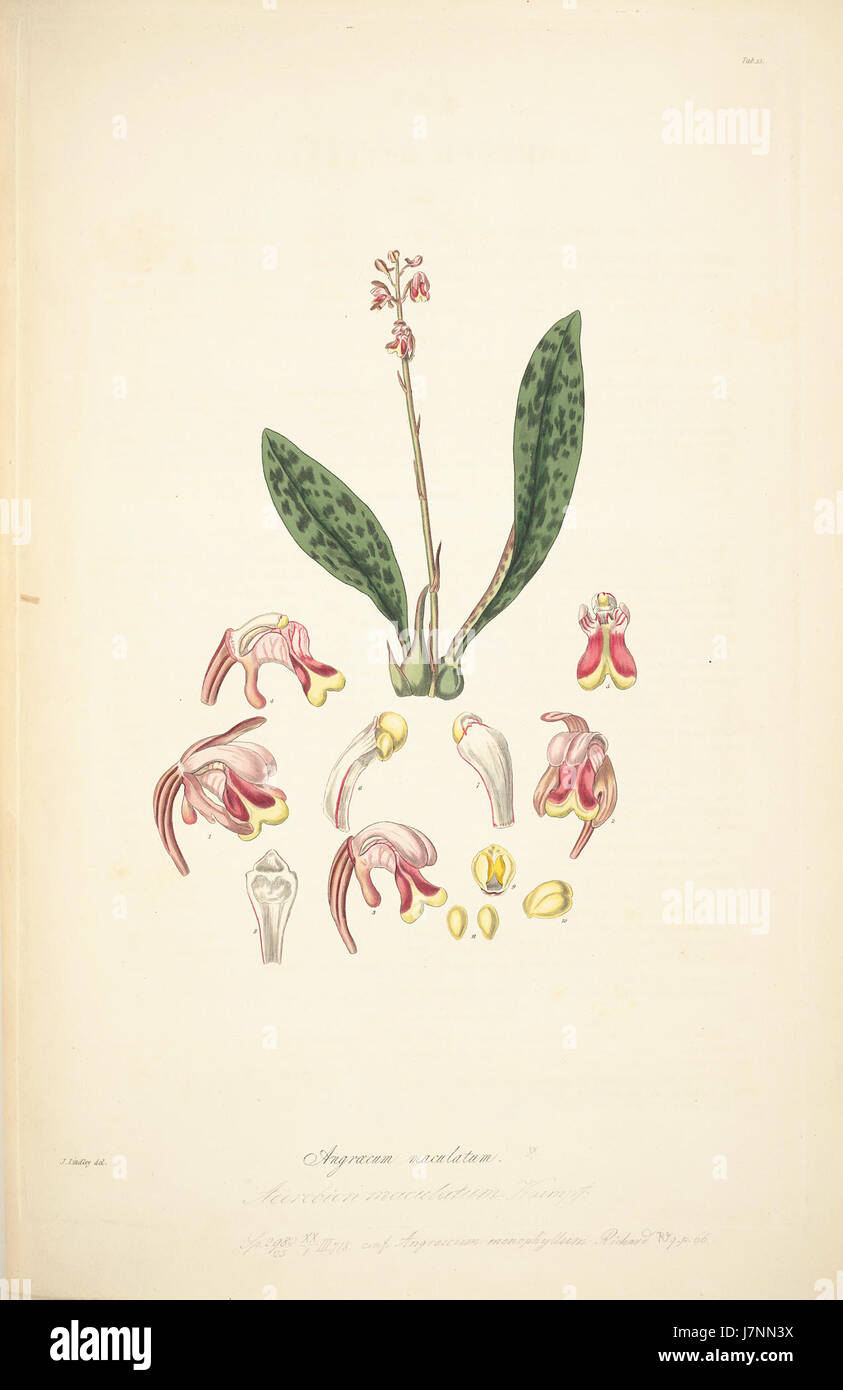 Diese botanische Illustration von John Lindley zeigt Angraecum maculatum, eine Orchideenart, wie sie in Lindleys Collectanea Botanica (1821), einem Schlüsselwerk in den botanischen Studien, dargestellt wurde. Stockfoto