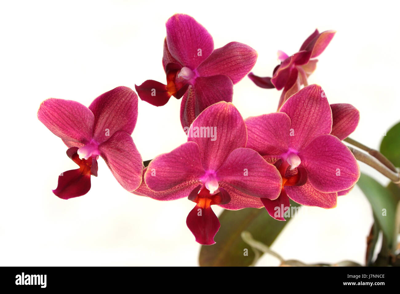 Blume Pflanze Blüte Blüte gedeihen blühende exotische schöne violette Orchidee Stockfoto