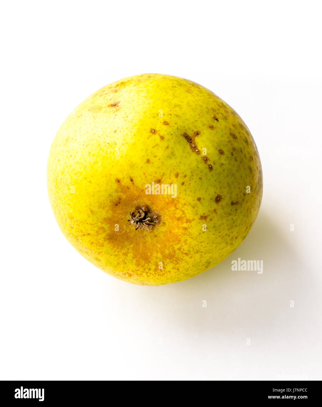 Die pflanzlichen Natur-Birne-Objekt. Stockfoto