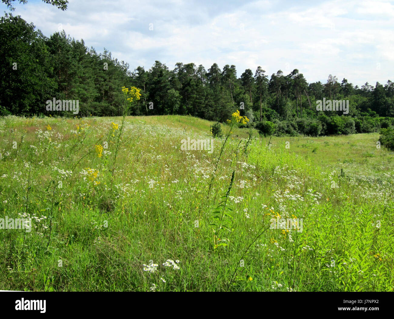20120715Jakobs Kreuzkraut Hockenheim1 Stockfoto