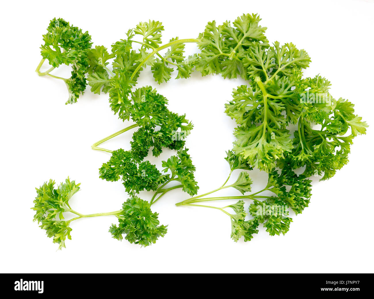 Petersilie oder Garten Petersilie (Petroselinum Crispum) ist eine Pflanzenart in der Familie Apiaceae Blüte. Stockfoto